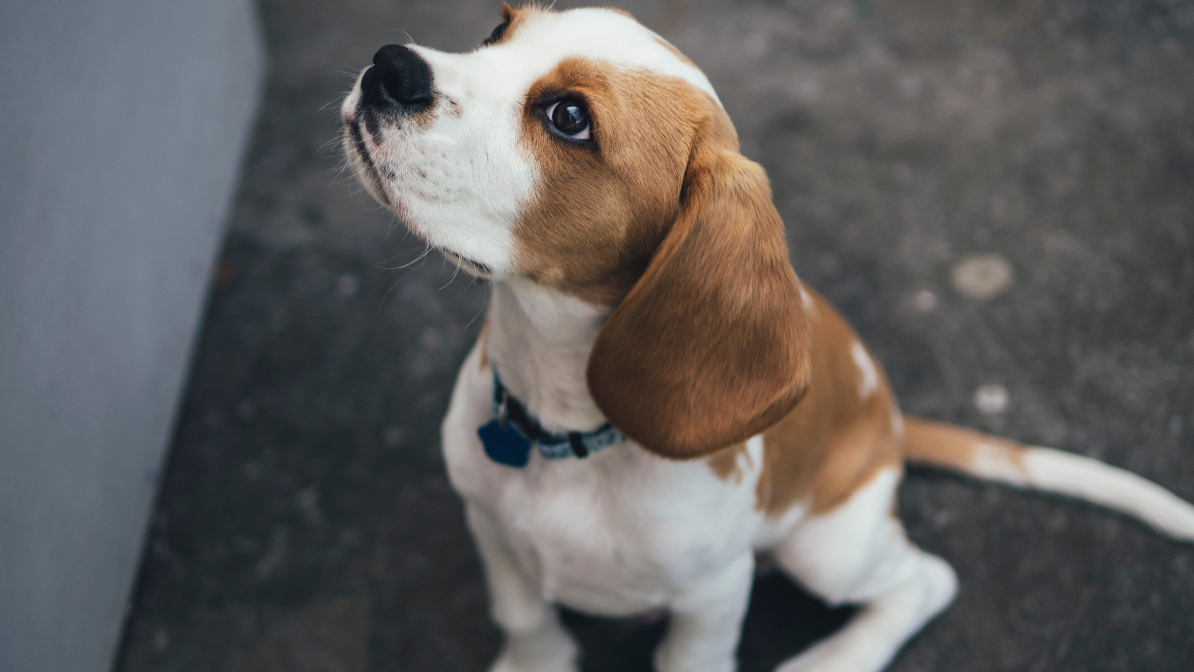 Kleiner Welpenhund schaut in die Kamera