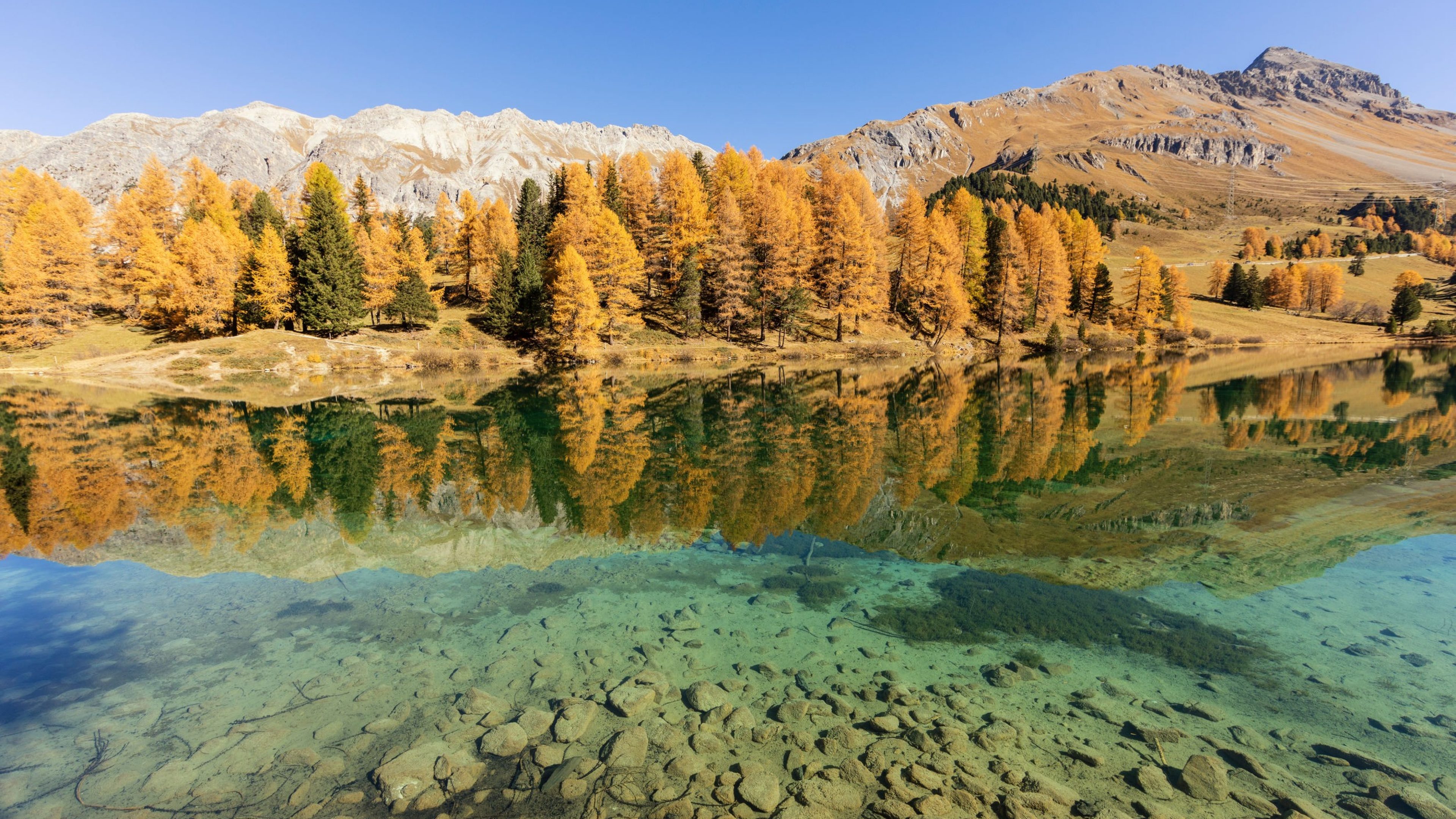 Stunning view of the Palpuogna lake near Albula pass with golden trees in autumn, Canton of Grisons, Switzerland