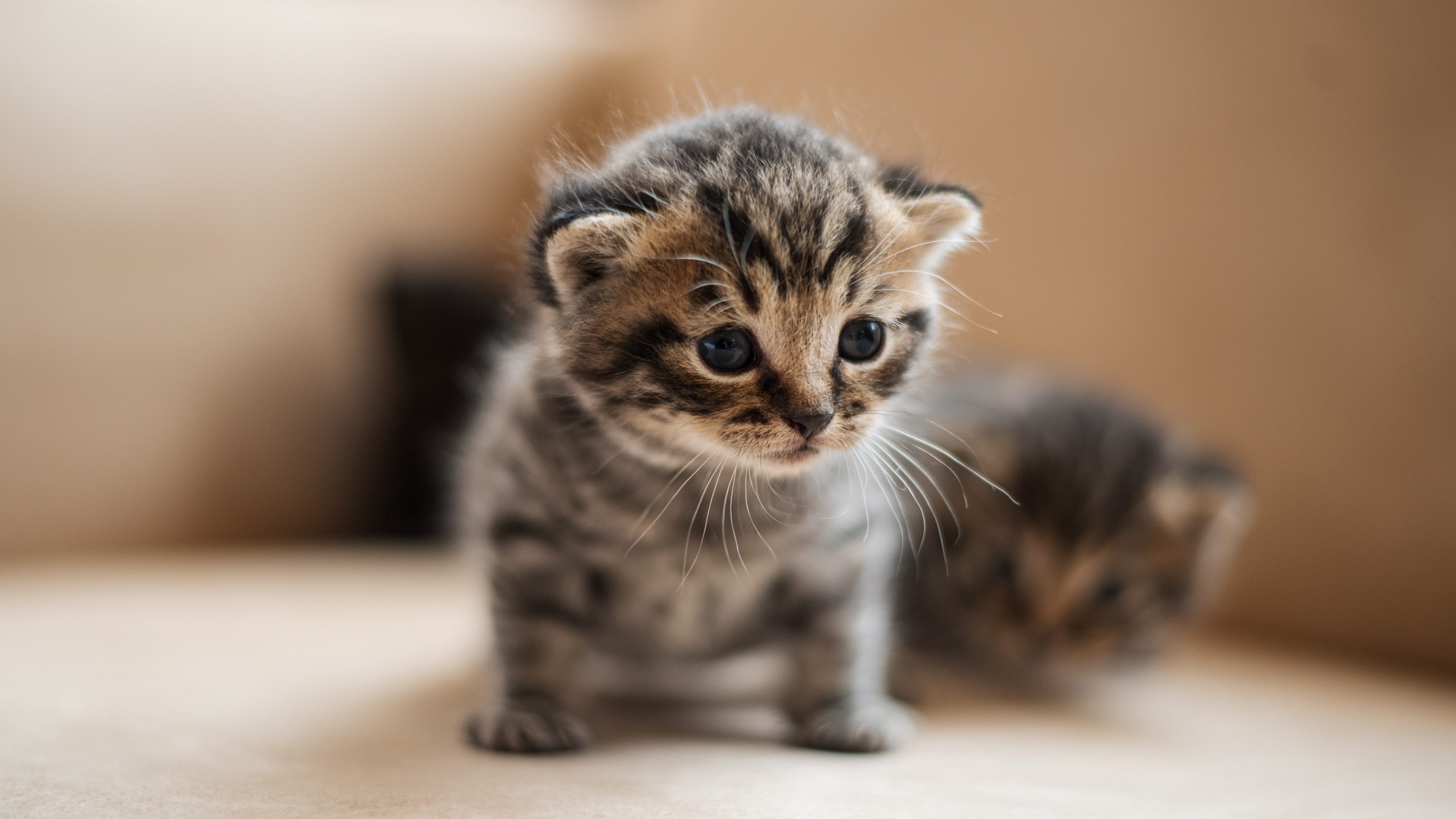 Haustierversicherung_kleines Katzenbaby