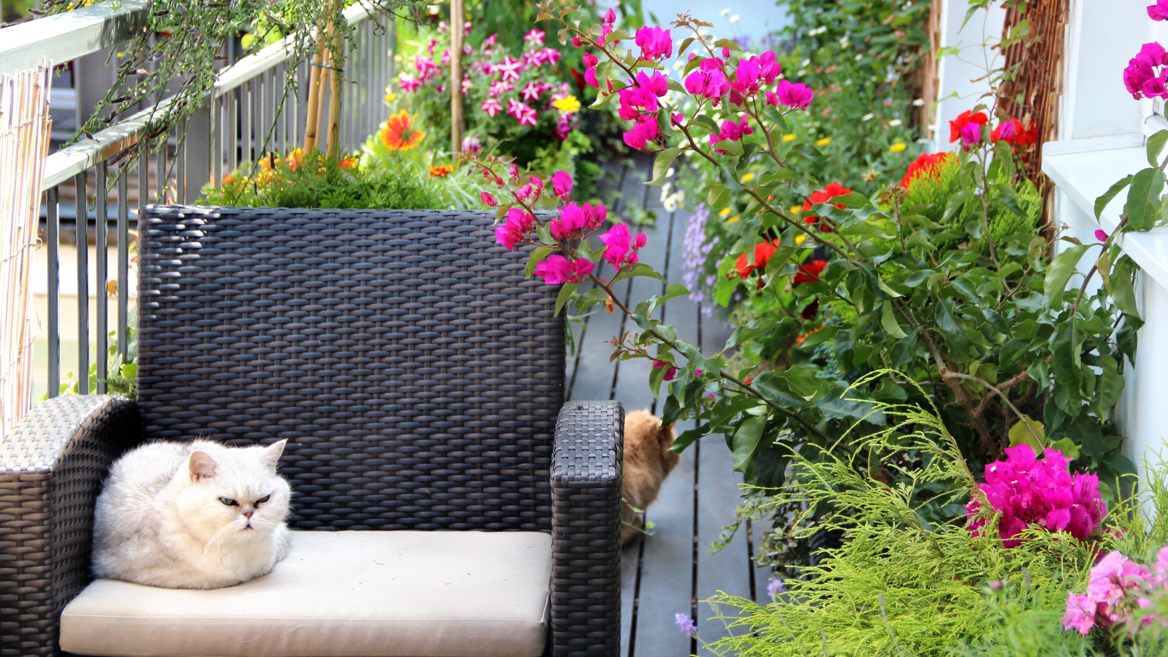 20990789 - modern real estate house with cats and lot of flowers