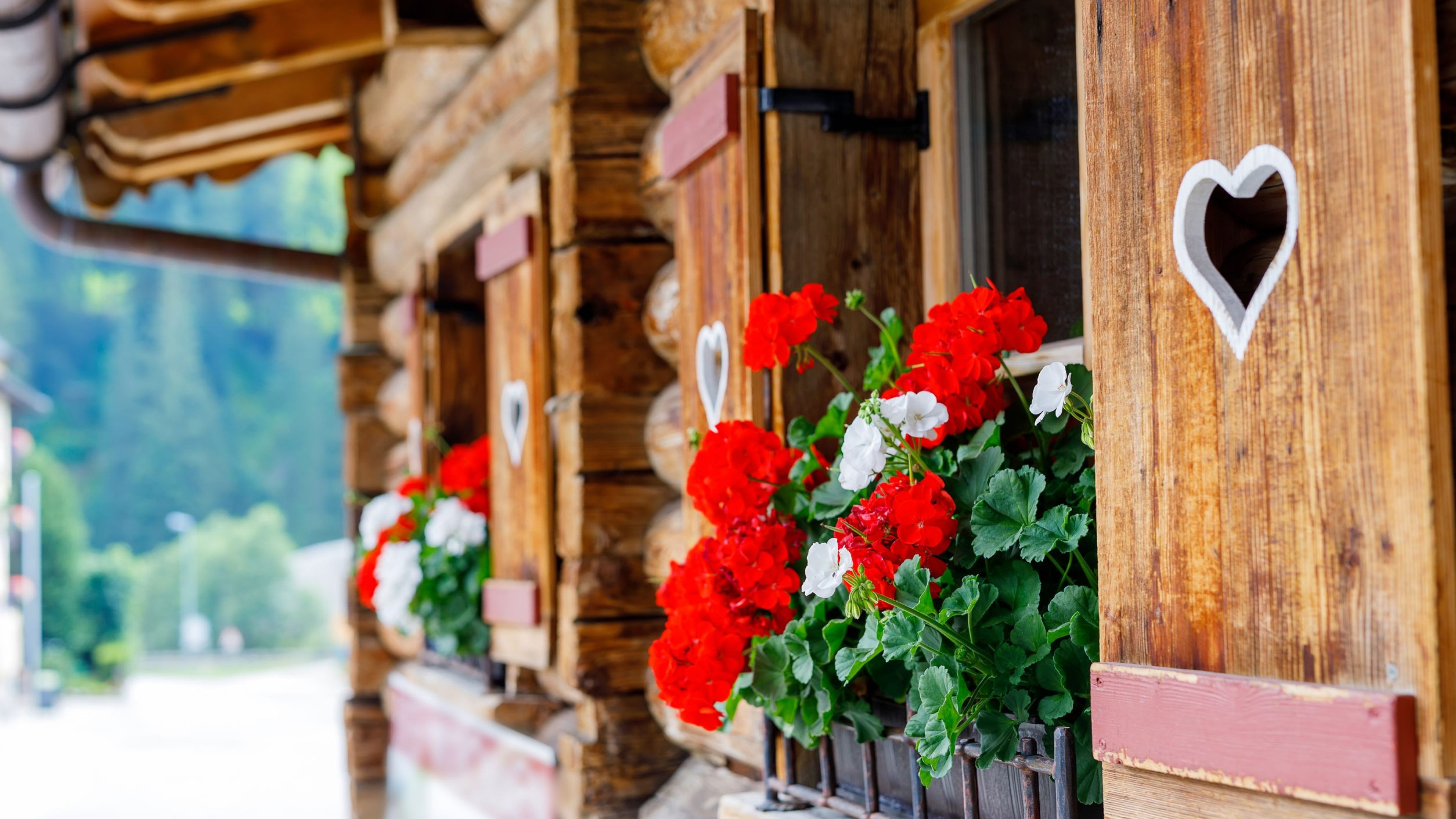 Typical bavarian or austrian wooden window with red geranium flowers on house in Austria or Germany.
